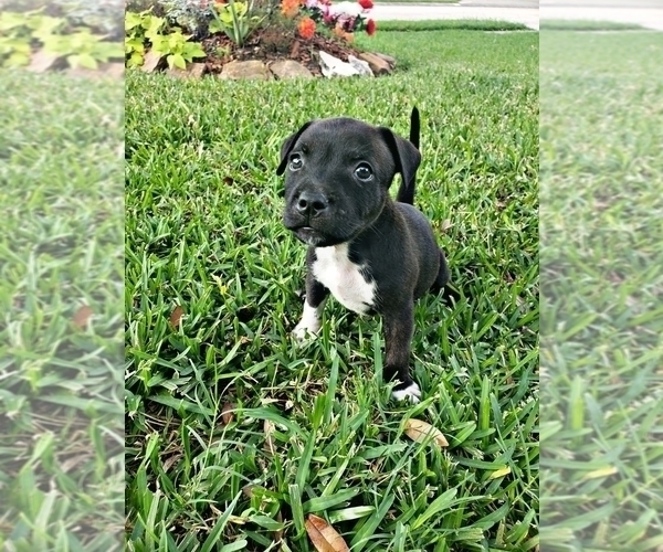 Medium Photo #10 Staffordshire Bull Terrier Puppy For Sale in HOUSTON, TX, USA