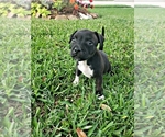 Small Photo #10 Staffordshire Bull Terrier Puppy For Sale in HOUSTON, TX, USA
