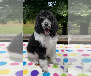 Poodle (Standard) Puppy for Sale in SHILOH, Georgia USA