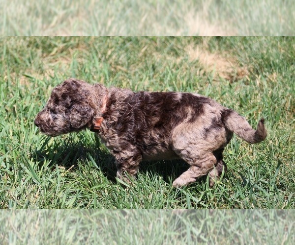 Medium Photo #66 Goldendoodle Puppy For Sale in HOWARD CITY, MI, USA