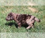 Small Photo #66 Goldendoodle Puppy For Sale in HOWARD CITY, MI, USA