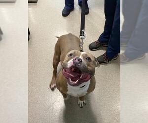 Medium American Staffordshire Terrier
