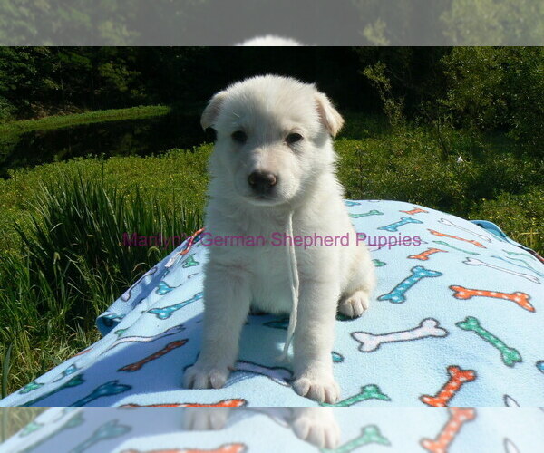 Medium Photo #8 German Shepherd Dog Puppy For Sale in PIEDMONT, MO, USA