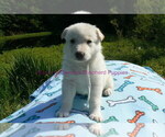 Small #7 German Shepherd Dog