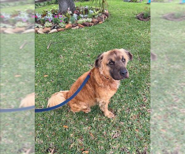 Medium Photo #1 Leonberger-Unknown Mix Puppy For Sale in Conroe, TX, USA