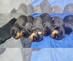 Small Photo #4 Rottweiler Puppy For Sale in ROCKFORD, MI, USA