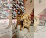 Small Photo #4 Golden Labrador-Golden Retriever Mix Puppy For Sale in BASTROP, TX, USA
