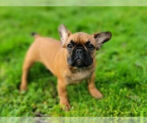 French Bulldog Puppy for sale in EASTON, PA, USA