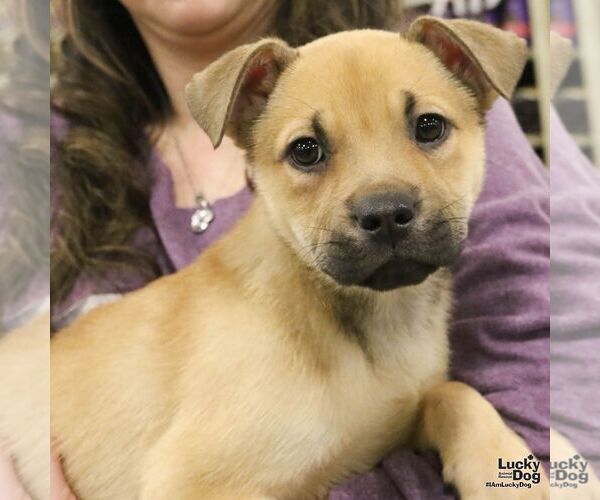 Medium Photo #4 Mutt Puppy For Sale in Washington, DC, USA