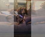 Small Photo #1 Dachshund Puppy For Sale in NEOSHO, MO, USA