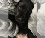 Small Photo #4 Great Dane Puppy For Sale in TWAIN HARTE, CA, USA