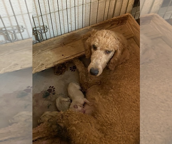 Medium Photo #1 Goldendoodle Puppy For Sale in SCOTTSDALE, AZ, USA