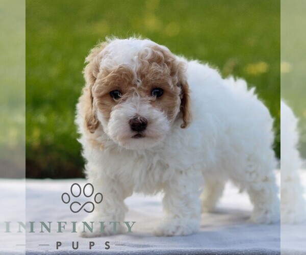 Medium Photo #4 Maltipoo Puppy For Sale in MANHEIM, PA, USA