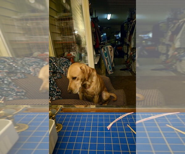 Medium Photo #2 Mutt Puppy For Sale in Mooresville, NC, USA