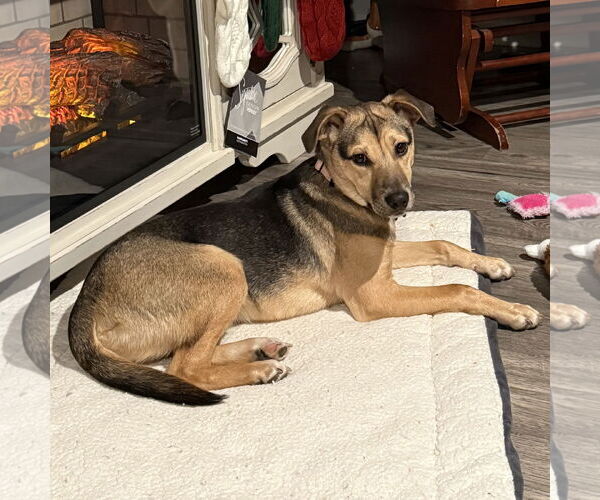 Medium Photo #2 Labbe Puppy For Sale in Batavia, OH, USA