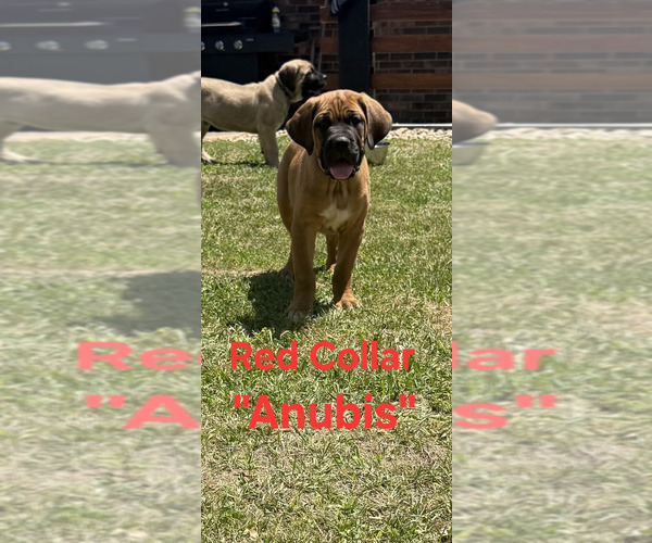 Medium Photo #6 Cane Corso Puppy For Sale in DANVILLE, IL, USA