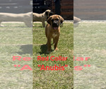 Small #5 Cane Corso