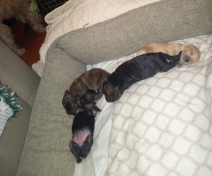 Lhasa-Poo-Poodle (Miniature) Mix Puppy for sale in WASHINGTON, DC, USA