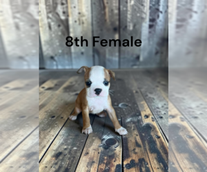 Boston Terrier Puppy for sale in EWING, KY, USA