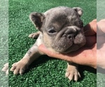 Small Photo #33 French Bulldog Puppy For Sale in PLACERVILLE, CA, USA