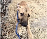 Small #1 German Shepherd Dog Mix