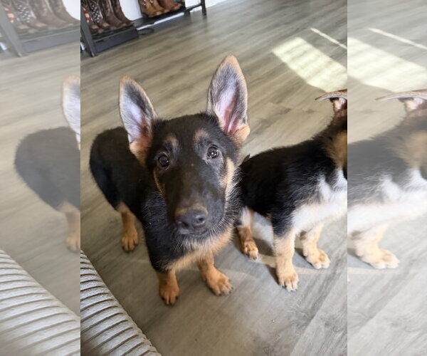Medium Photo #1 German Shepherd Dog Puppy For Sale in Lakemore, OH, USA