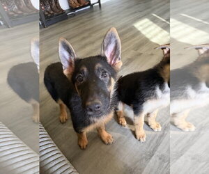 German Shepherd Dog Dogs for adoption in Lakemore, OH, USA