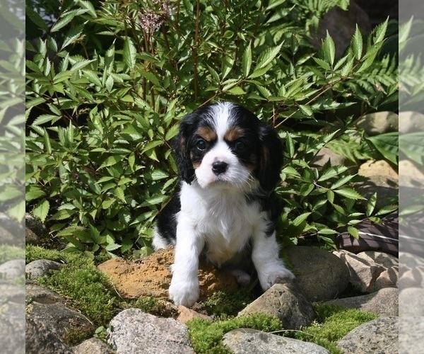 Medium Photo #1 Cavalier King Charles Spaniel Puppy For Sale in MILLERSBURG, OH, USA