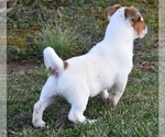 Small #9 Jack Russell Terrier
