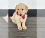Small #1 Goldendoodle-Pyrenean Shepherd Mix