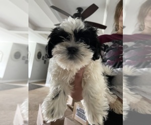 Shih Tzu Puppy for sale in PILOT MOUNTAIN, NC, USA