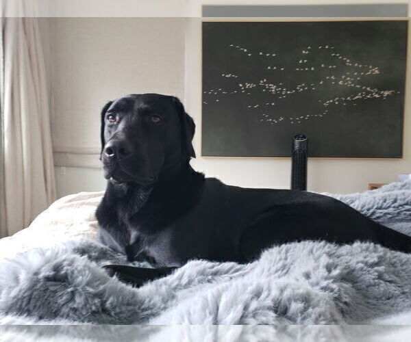 Medium Photo #13 Labrador Retriever Puppy For Sale in EAGAN, MN, USA