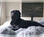 Small #12 Labrador Retriever