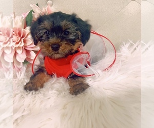 Yorkshire Terrier Puppy for sale in PALMETTO, FL, USA