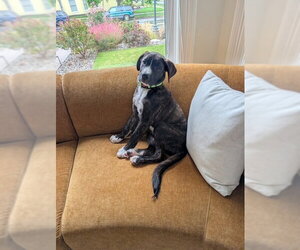 October - Male Boxador Dog for Adoption - Photo #2