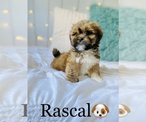 Lhasa Apso Puppy for sale in COOKEVILLE, TN, USA
