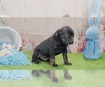 Small #11 Catahoula Leopard Dog