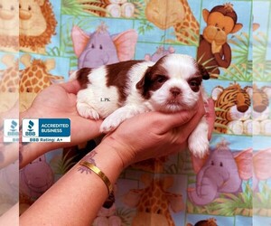 Shih Tzu Puppy for sale in WINNSBORO, LA, USA