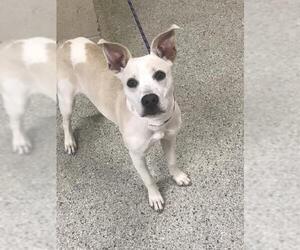 Mutt Dogs for adoption in Conroe, TX, USA