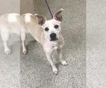 A432799 - Female Mutt Dog for Adoption - Small photo