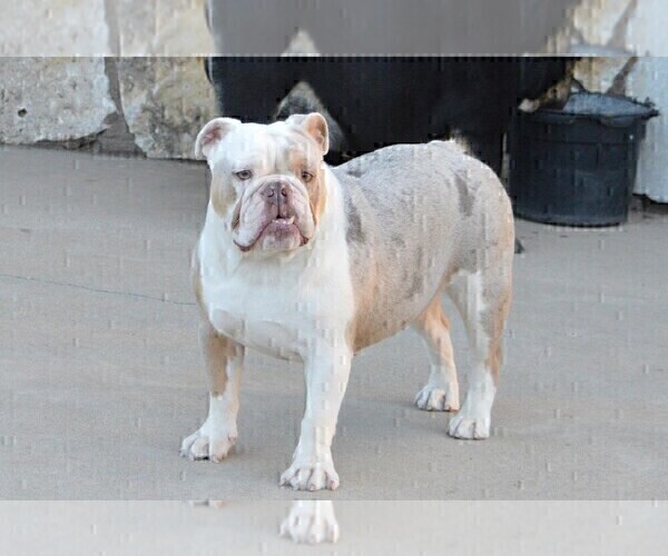 Medium Photo #15 Bulldog Puppy For Sale in STEPHENVILLE, TX, USA