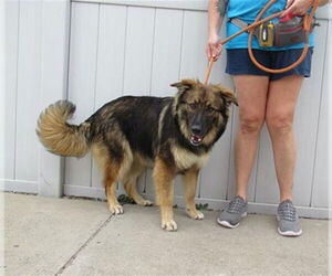 Collie-German Shepherd Dog Mix Dogs for adoption in Louisville, KY, USA