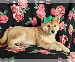 Small Photo #5 Shiba Inu Puppy For Sale in ATGLEN, PA, USA