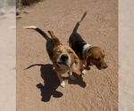 Small #3 Beagle