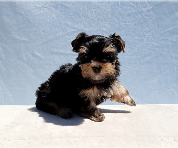 Medium Photo #6 Yorkshire Terrier Puppy For Sale in LOS ANGELES, CA, USA