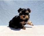Small #5 Yorkshire Terrier