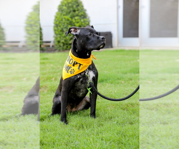 Medium Photo #15 Mutt Puppy For Sale in Mooresville, NC, USA