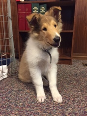 Collie Puppy for sale in HEPPNER, OR, USA