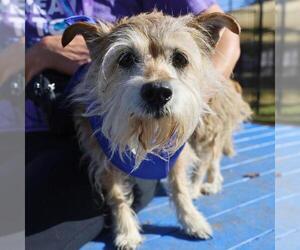 Mutt Dogs for adoption in San Antonio, TX, USA