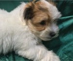 Small Photo #14 Havanese Puppy For Sale in FENTON, MO, USA
